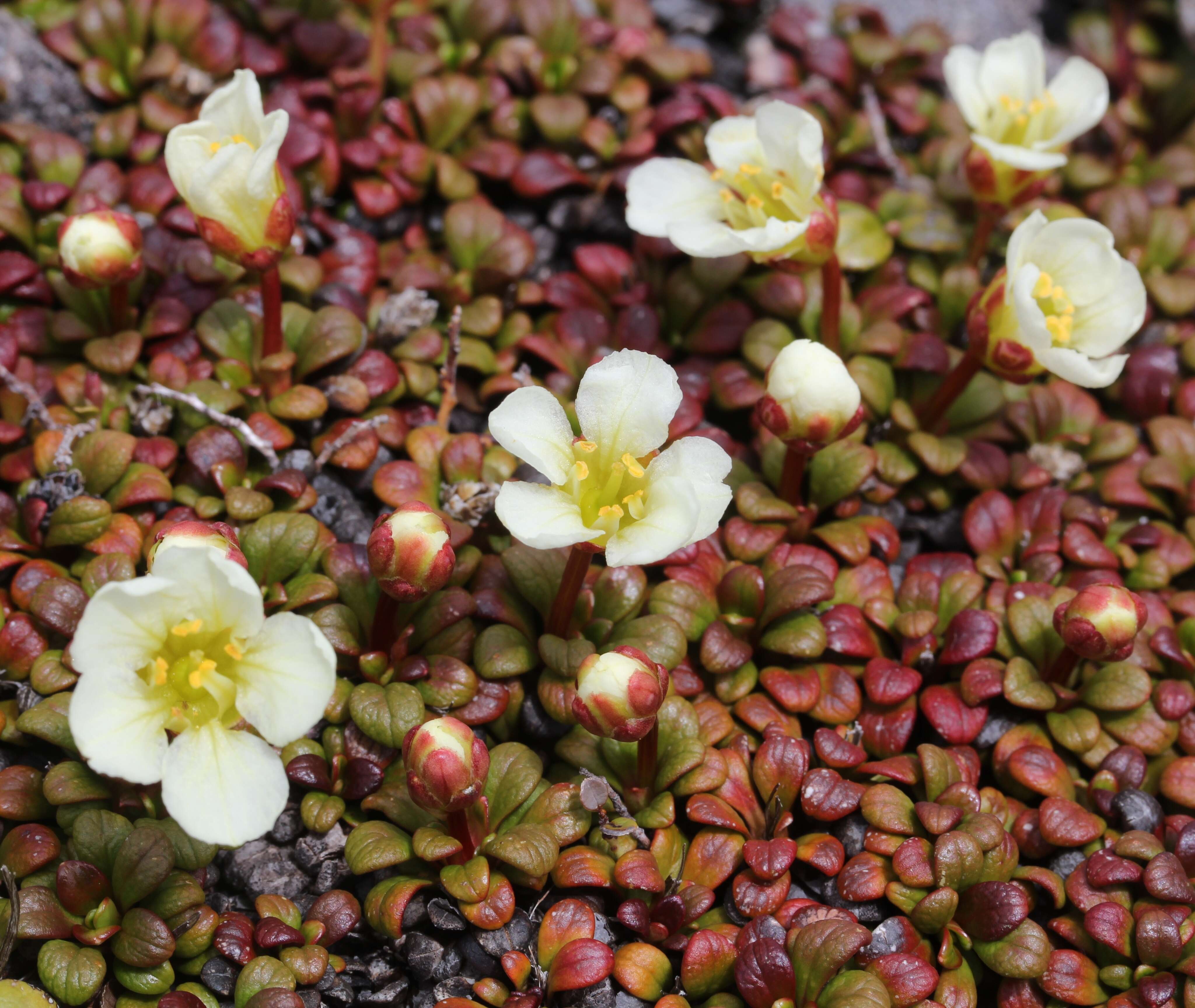 Image of diapensia