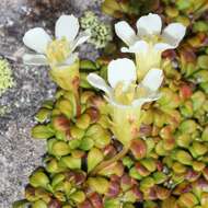 Image of diapensia