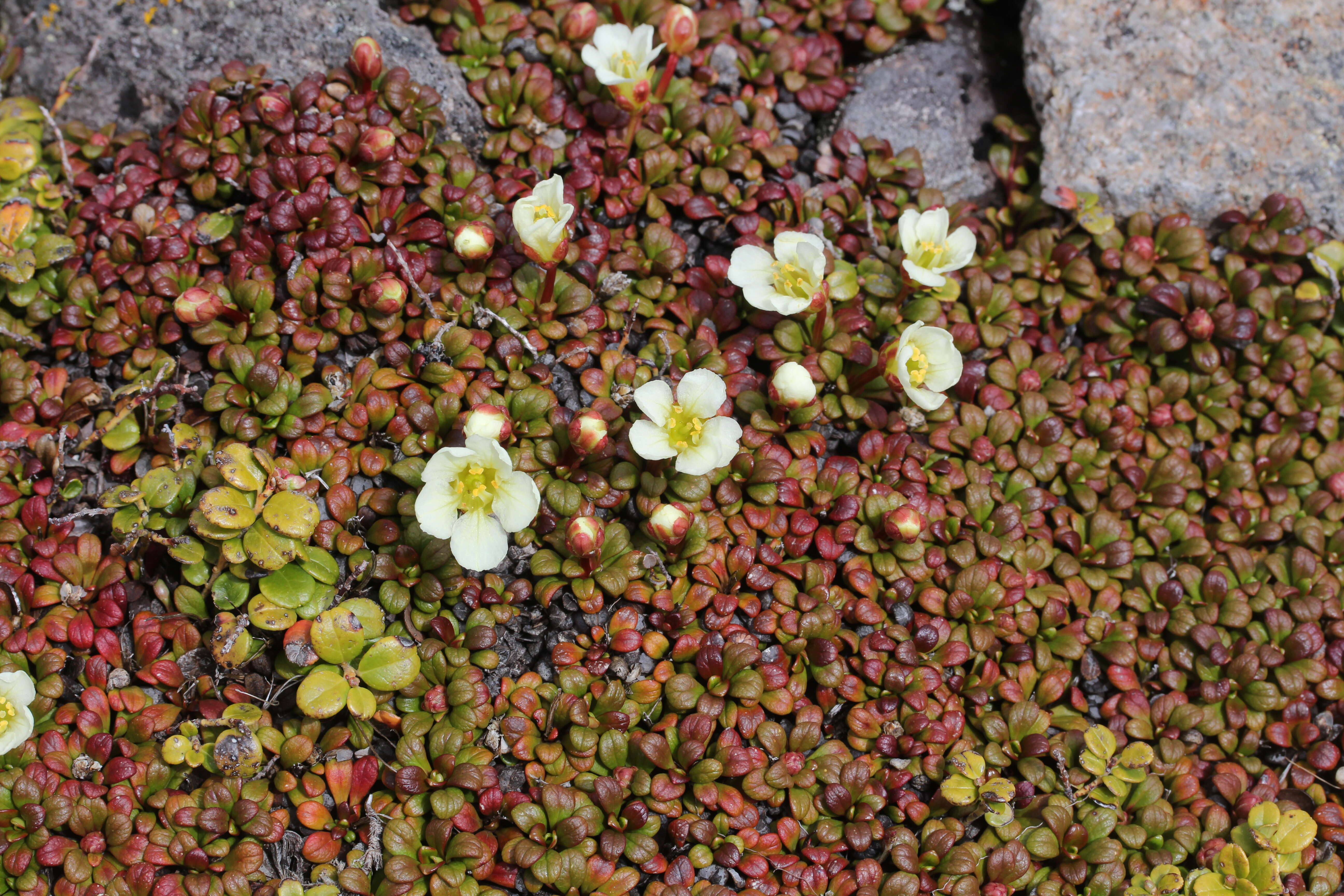 Image of diapensia