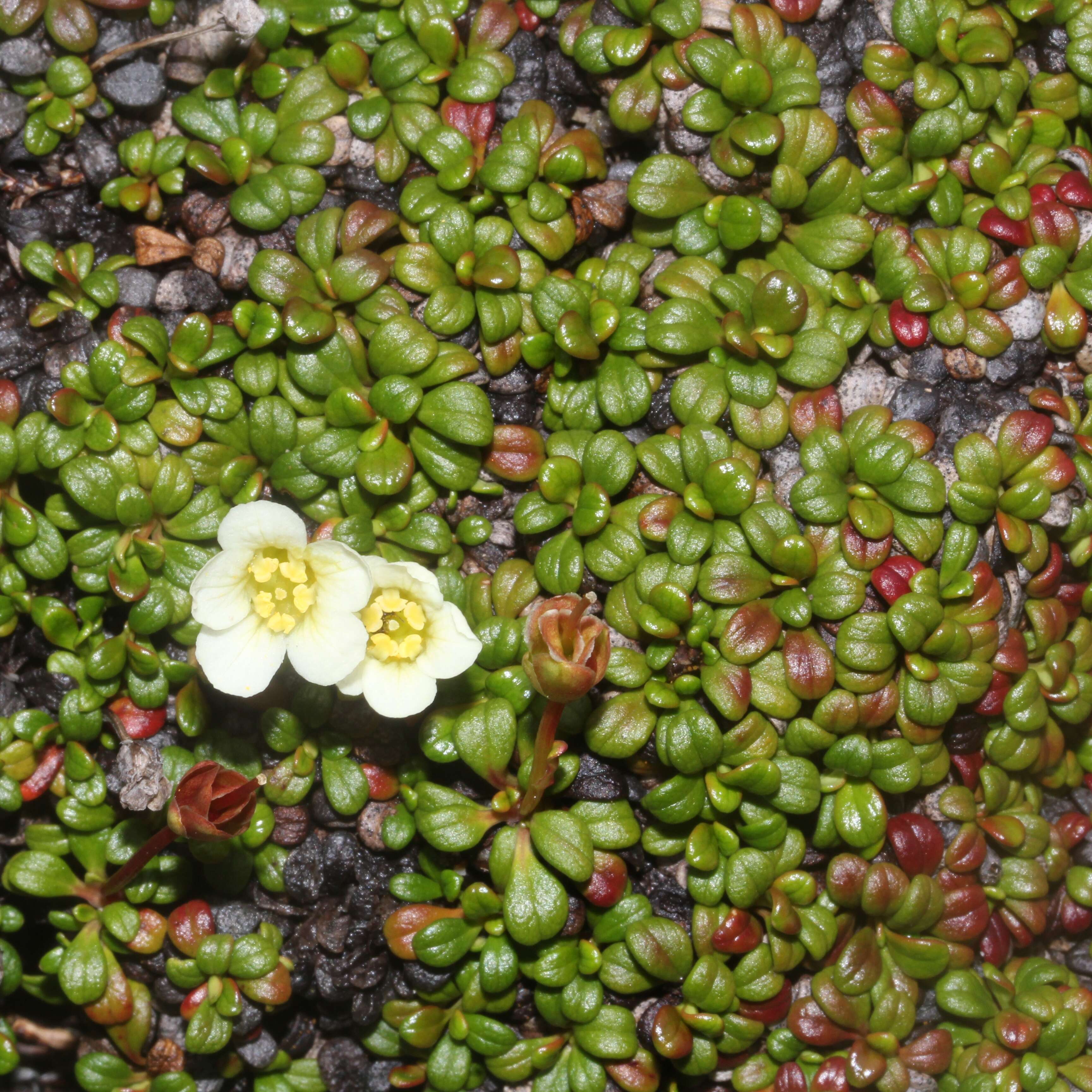 Image of diapensia