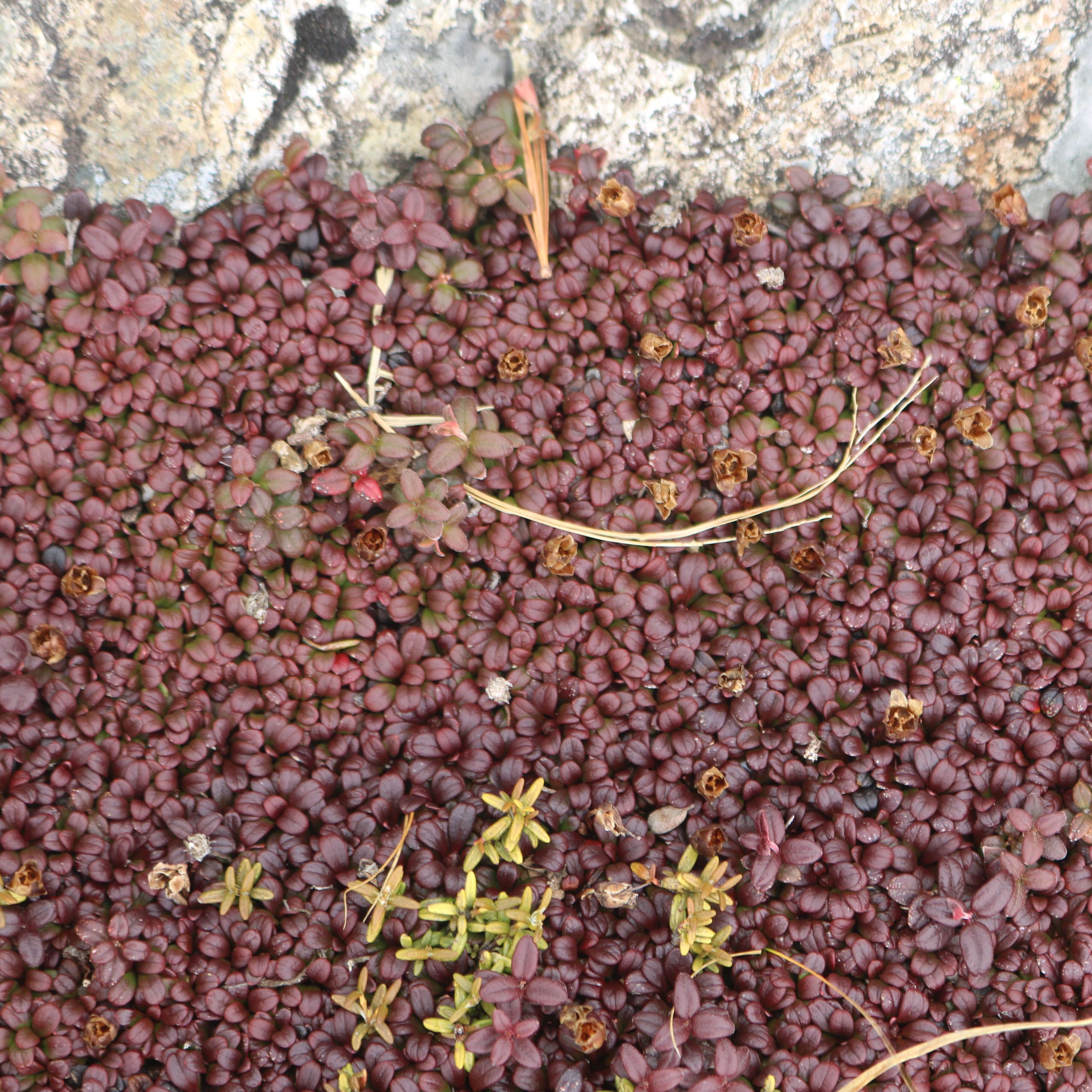 Image of diapensia