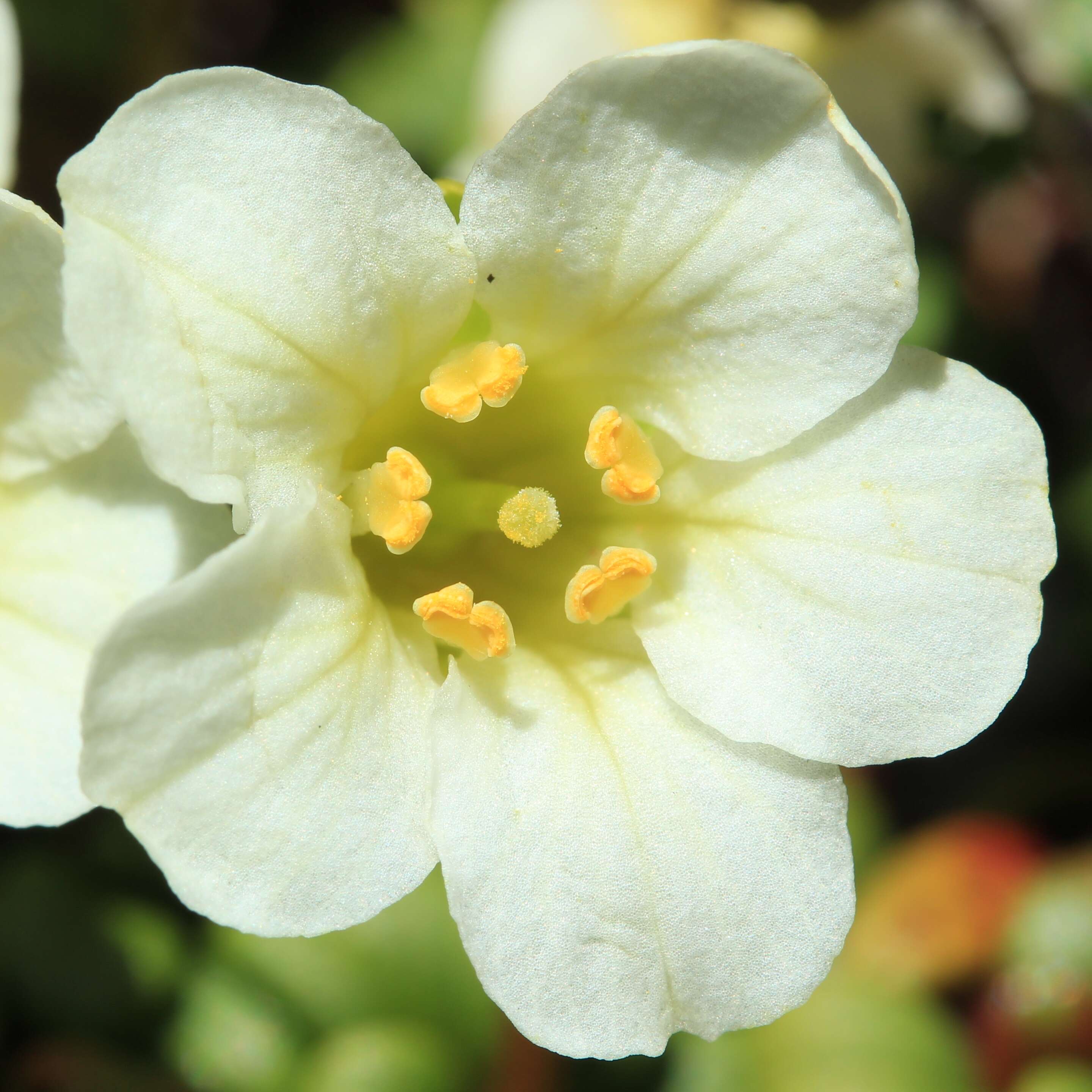 Image of diapensia