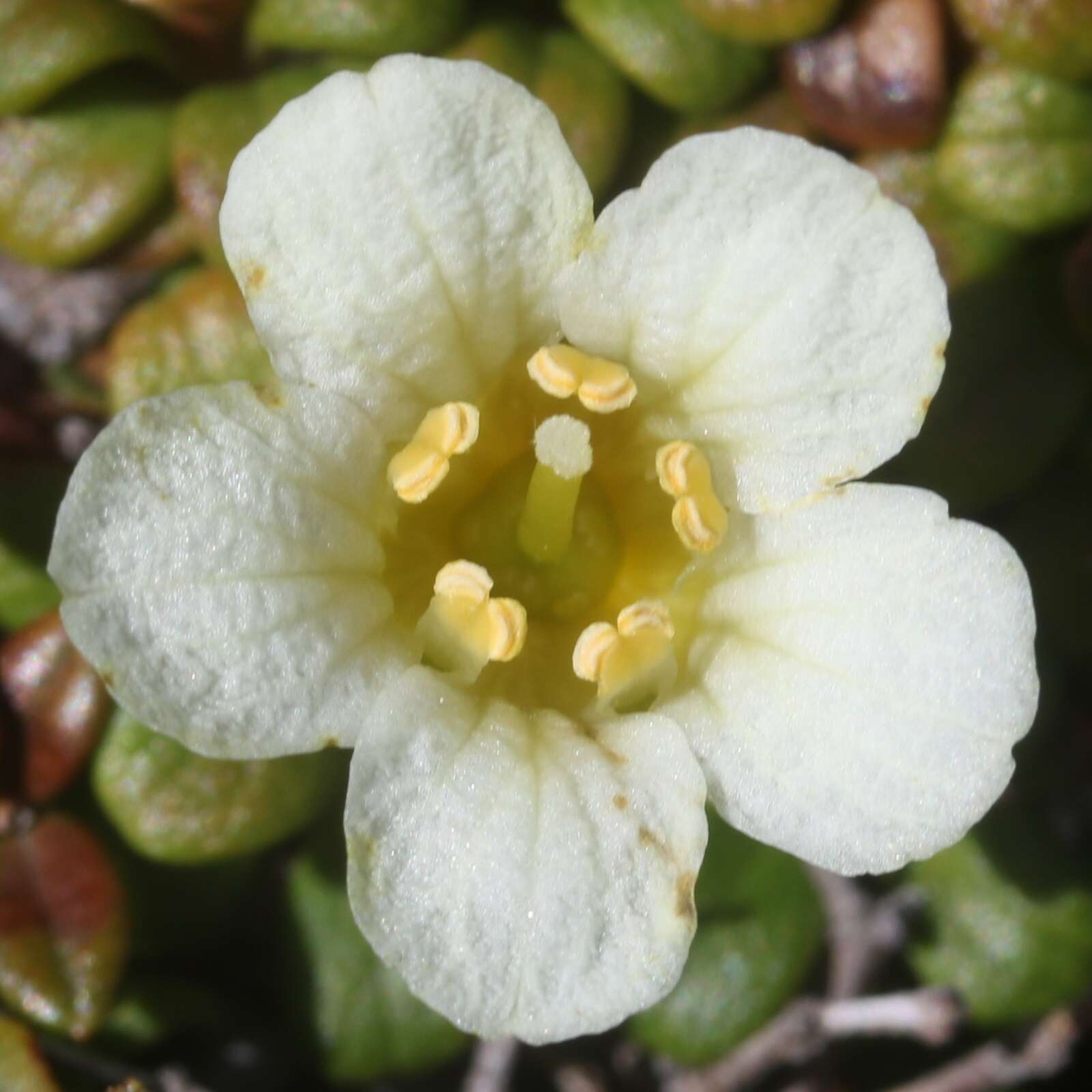 Image of diapensia