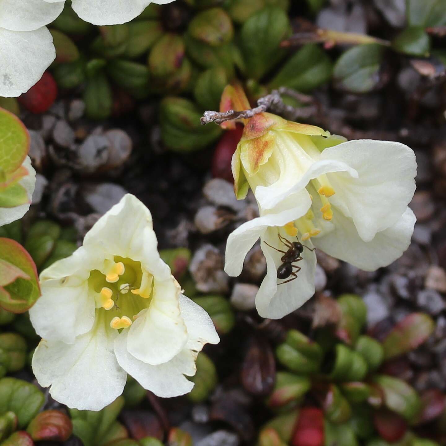 Image of diapensia