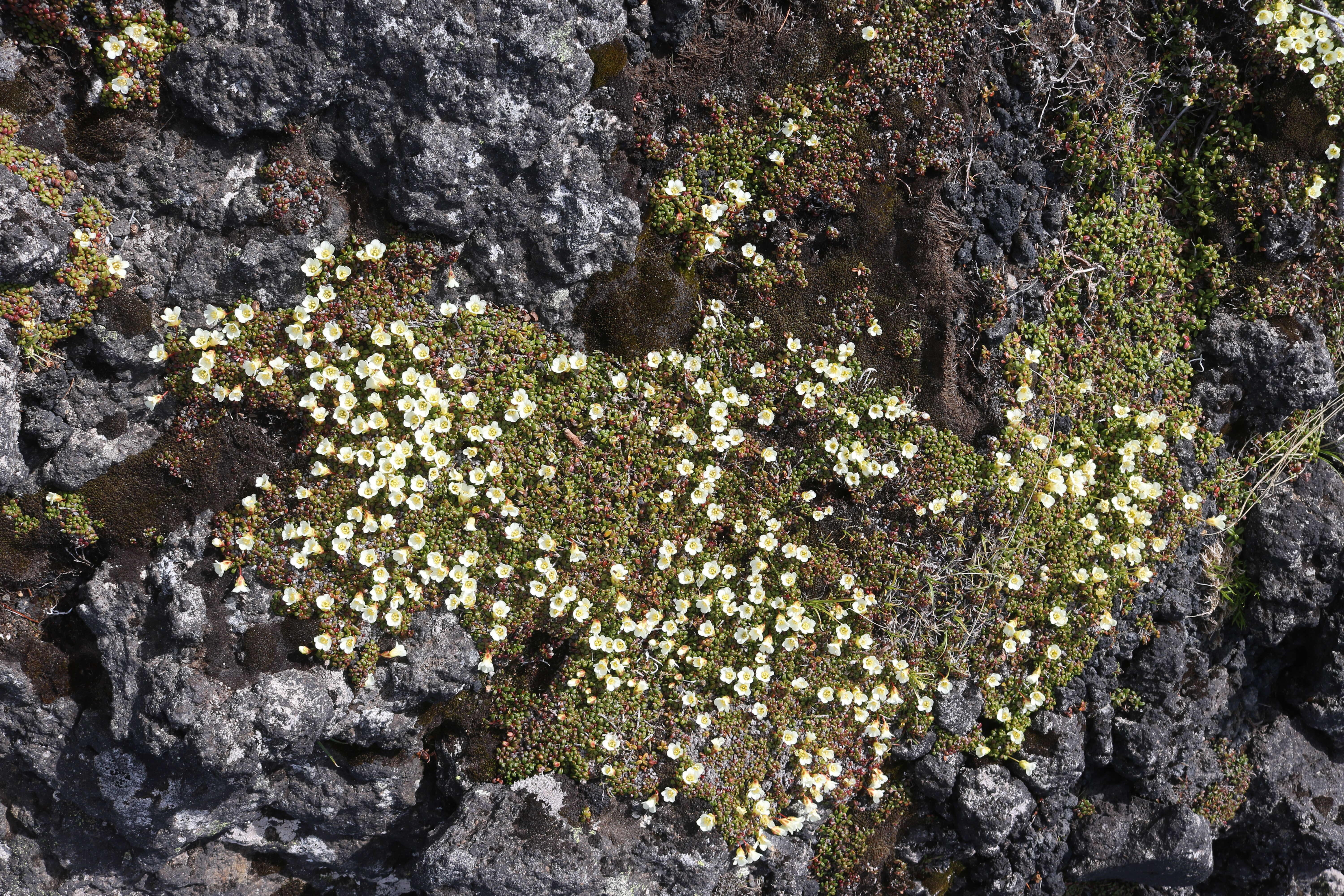 Image of diapensia