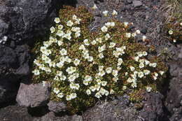 Image of diapensia