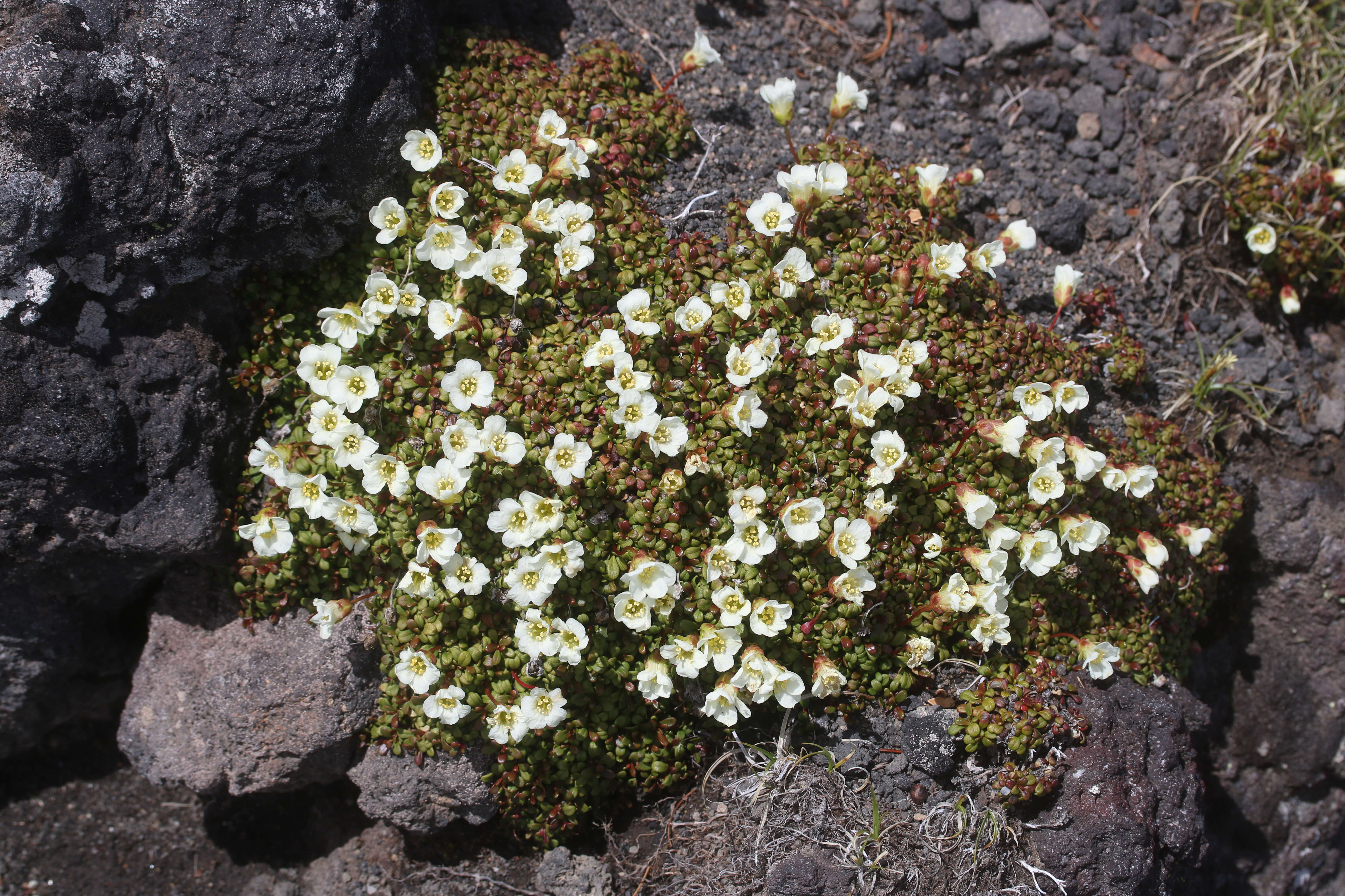 Image of diapensia