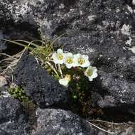 Image of diapensia