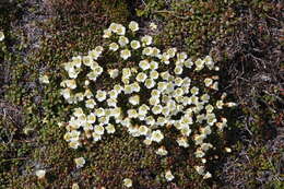 Image of diapensia