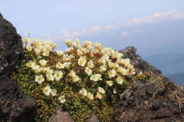 Image of diapensia