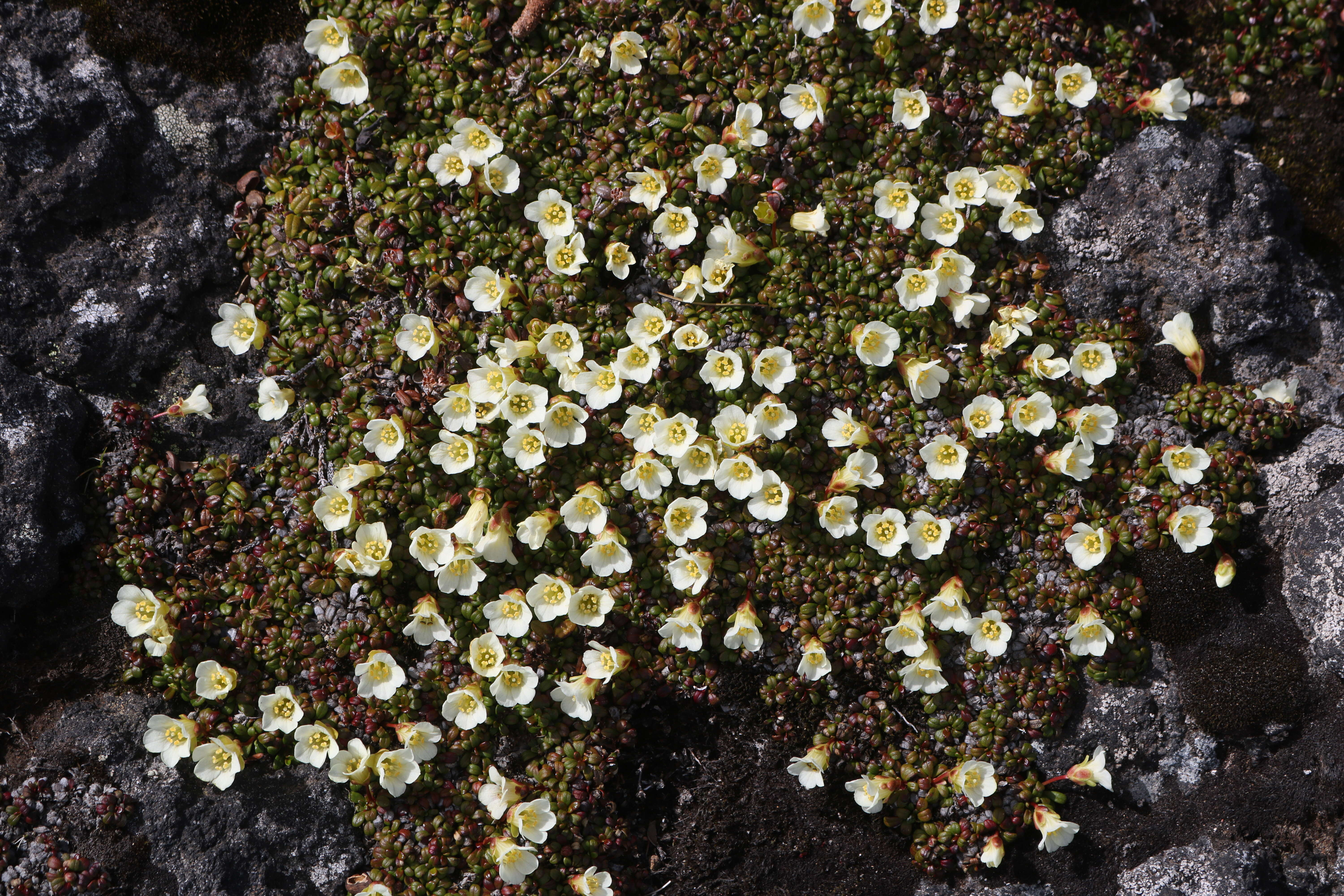 Image of diapensia