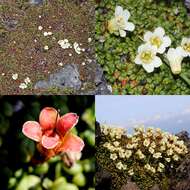 Image of diapensia