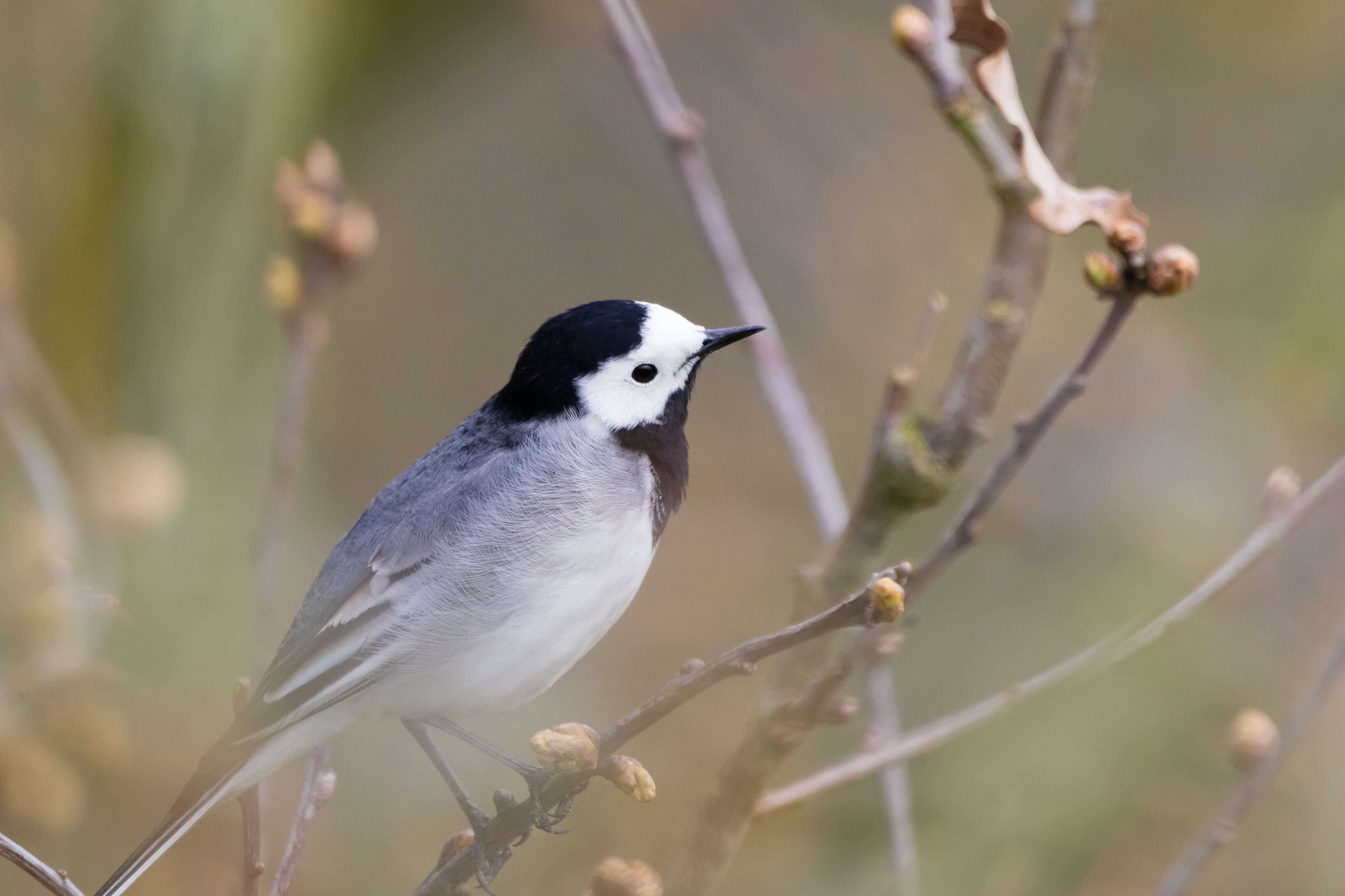 Image of Pied Wagtail and White Wagtail