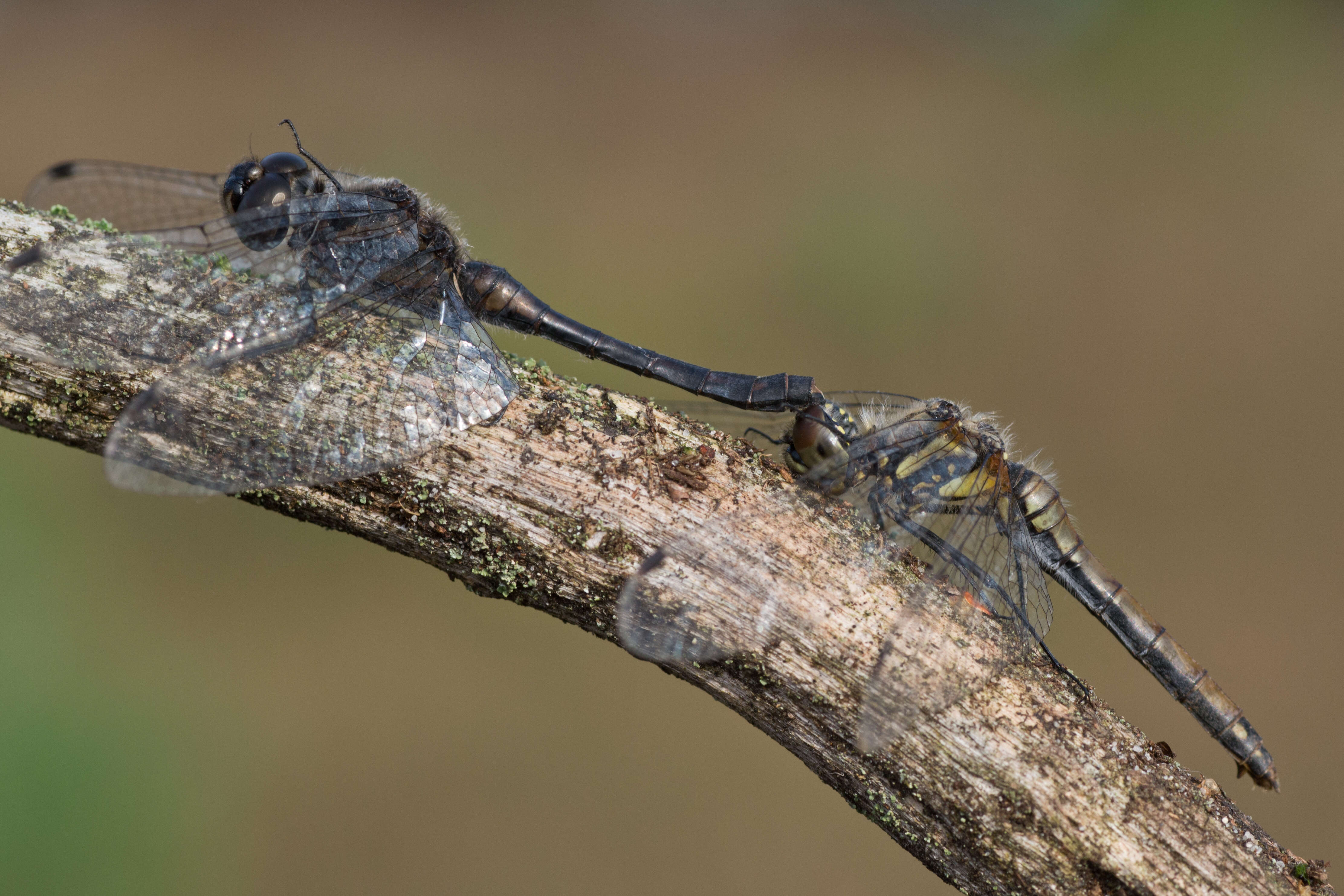 Image of black darter