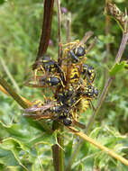 Image of German Wasp