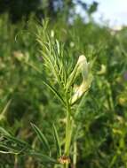 Image of smooth yellow vetch