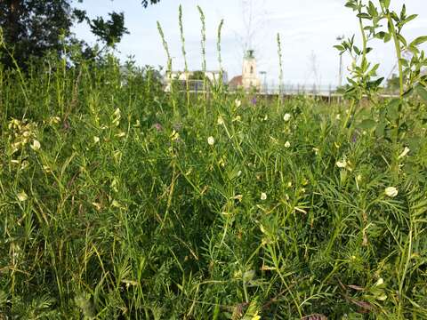 Image of smooth yellow vetch