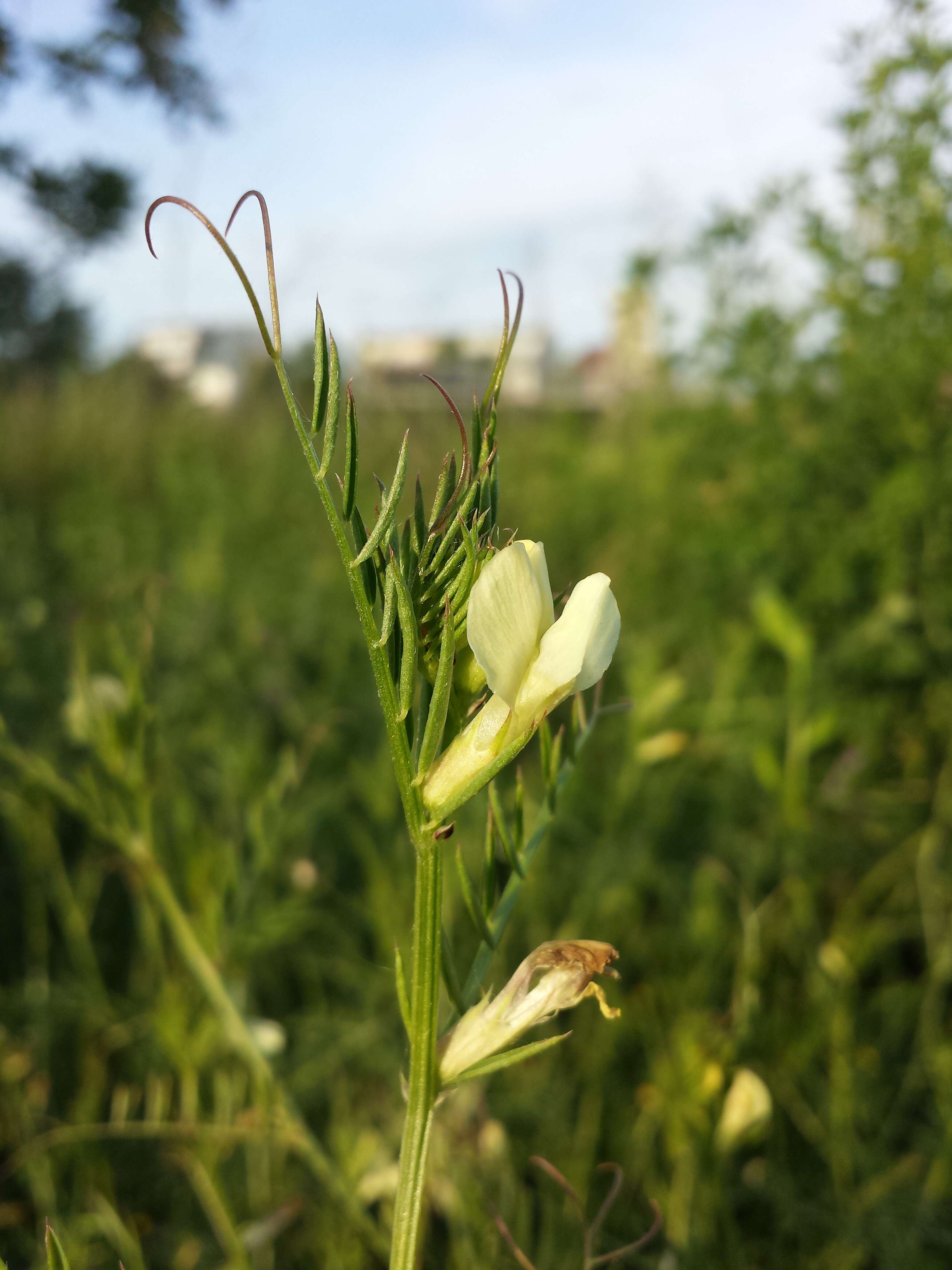 Image of smooth yellow vetch