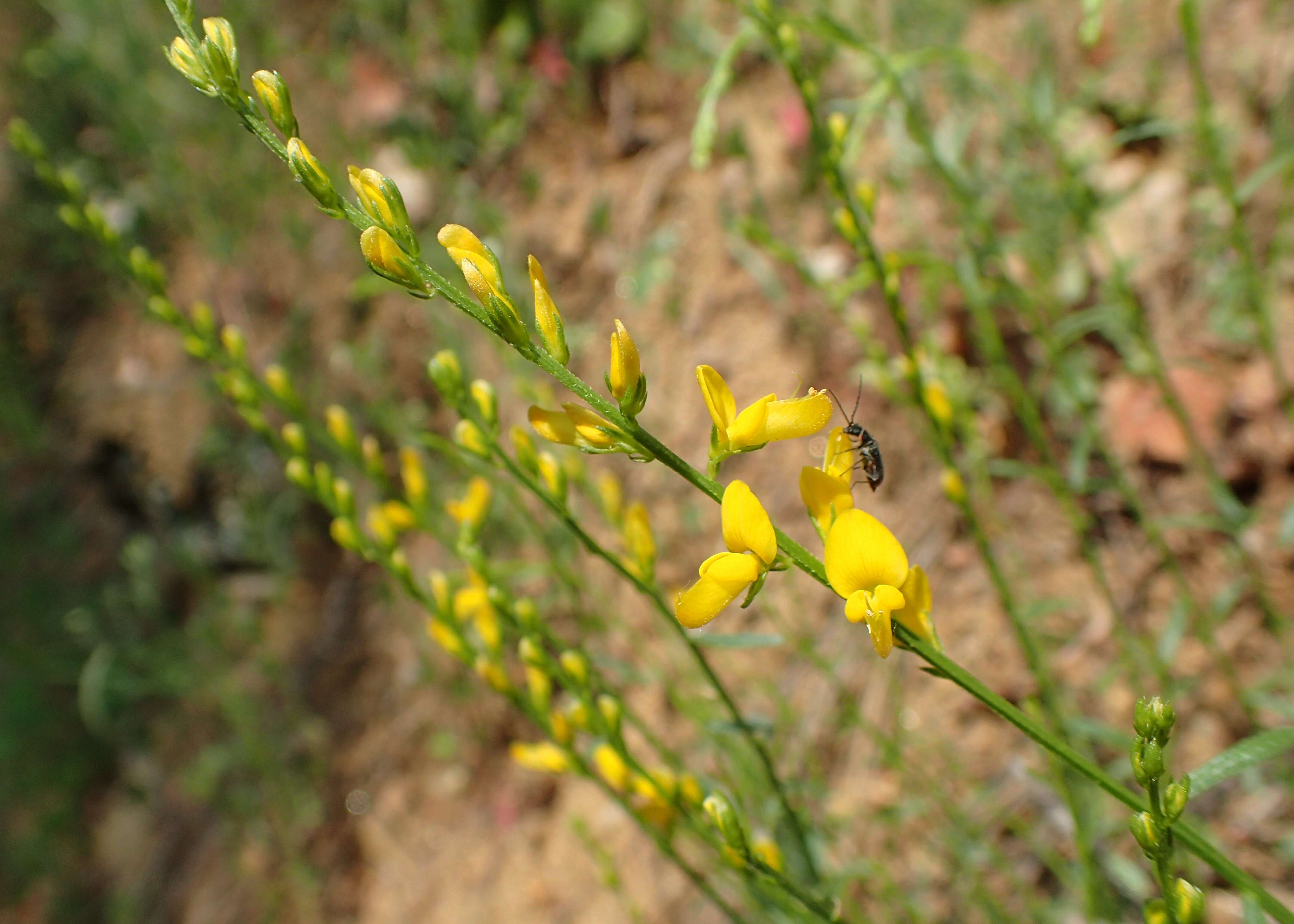 Imagem de Genista tinctoria L.