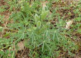 Image of narrowleaf lupine