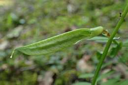 Image of smooth yellow vetch