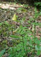 Image of smooth yellow vetch