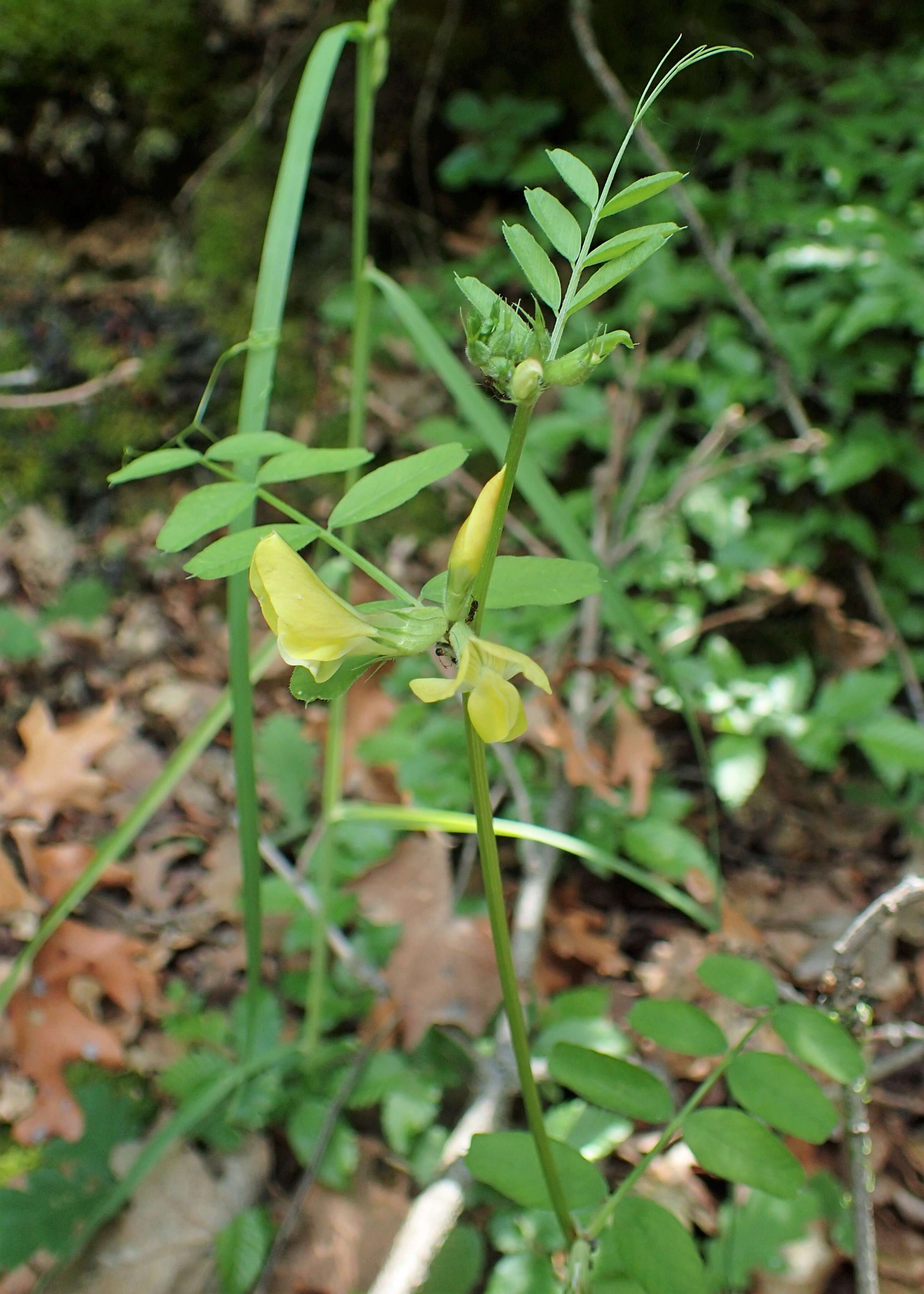 Image of smooth yellow vetch