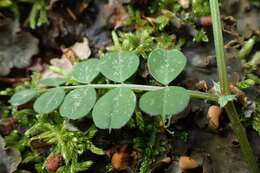 Image of smooth yellow vetch