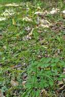 Image of smooth yellow vetch