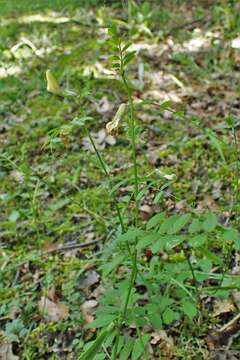 Image of smooth yellow vetch