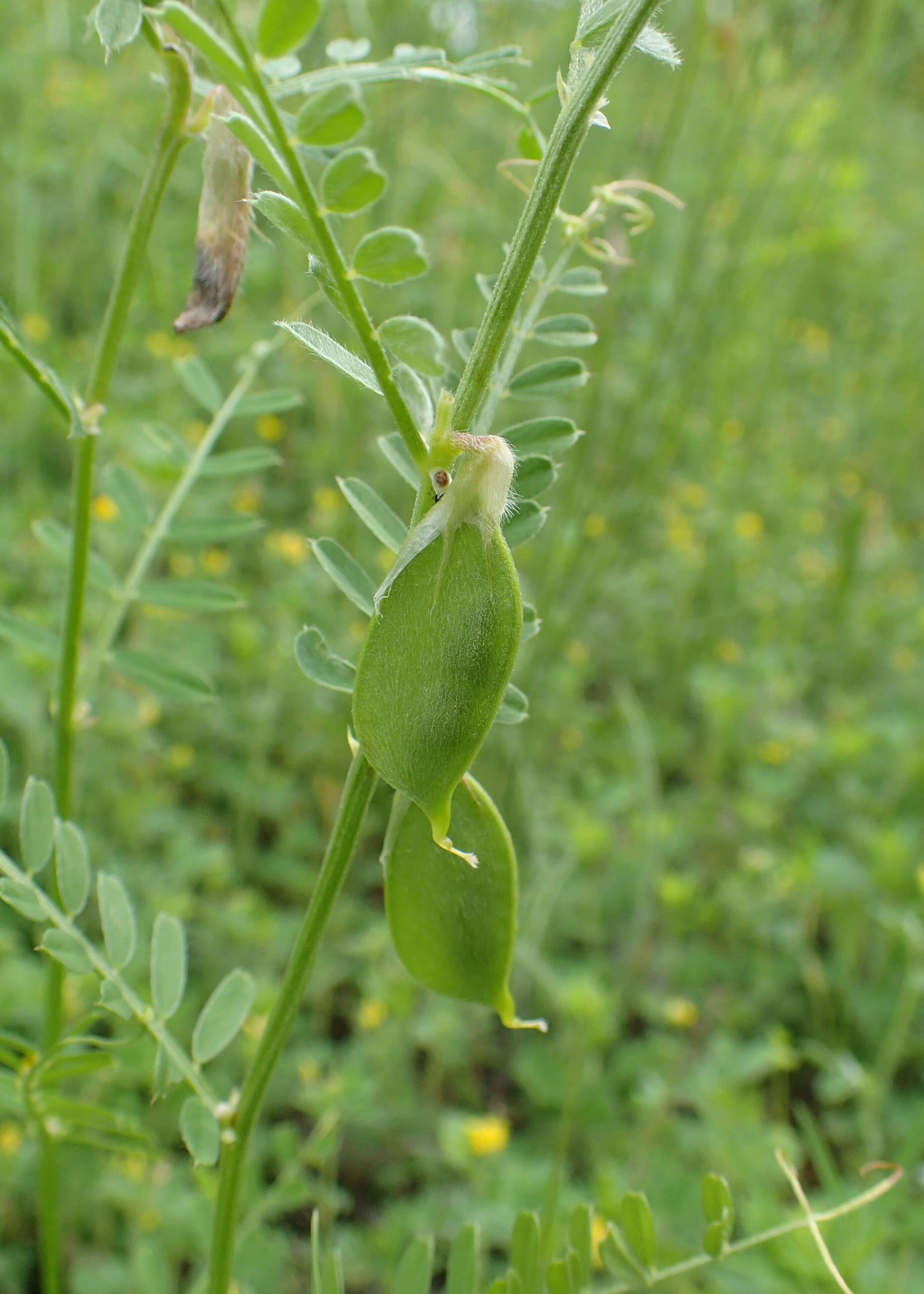 Imagem de Vicia pannonica Crantz