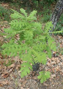 Image of Hungarian Oak