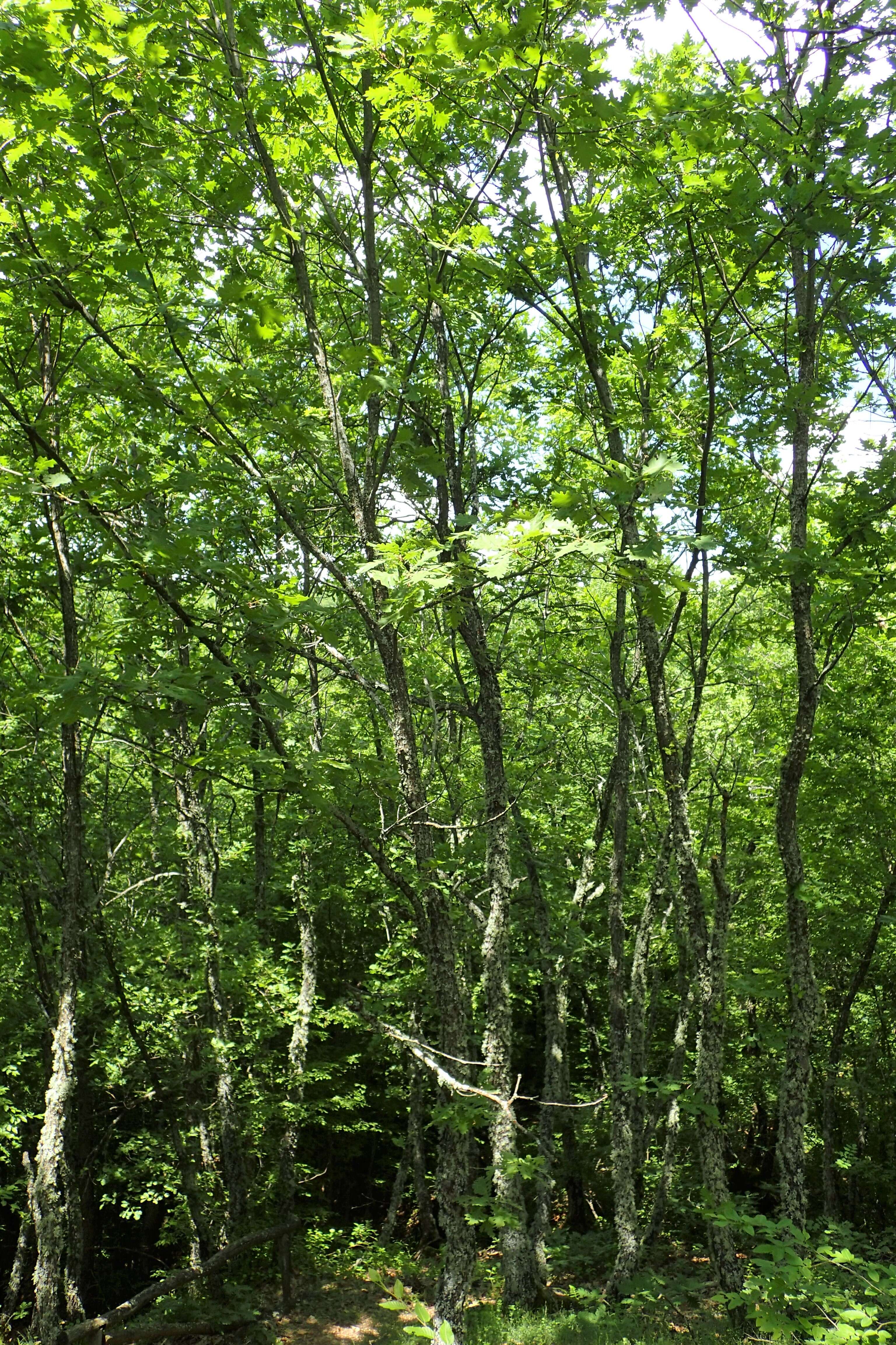 Image of Hungarian Oak