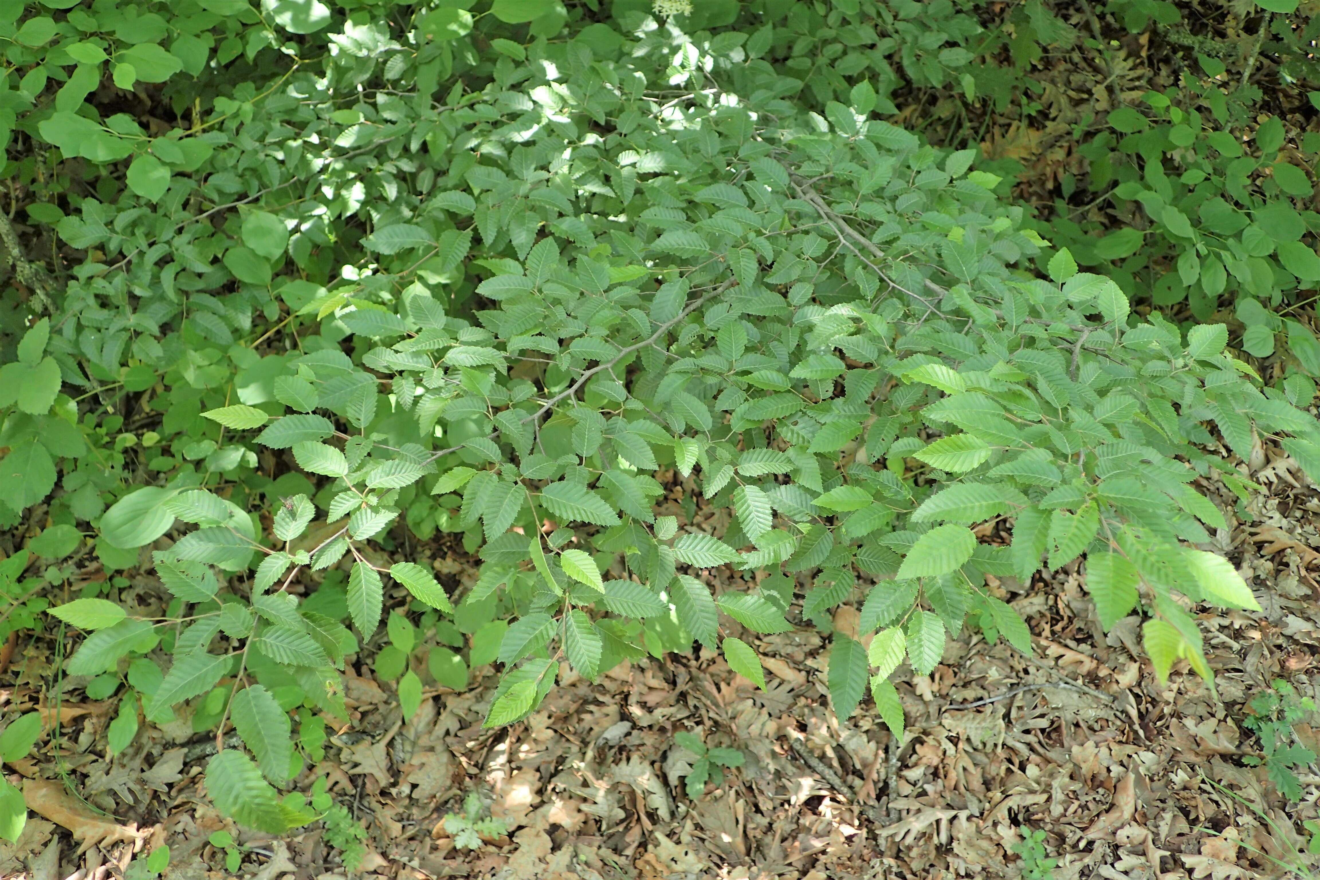 Image of Eastern Hornbeam