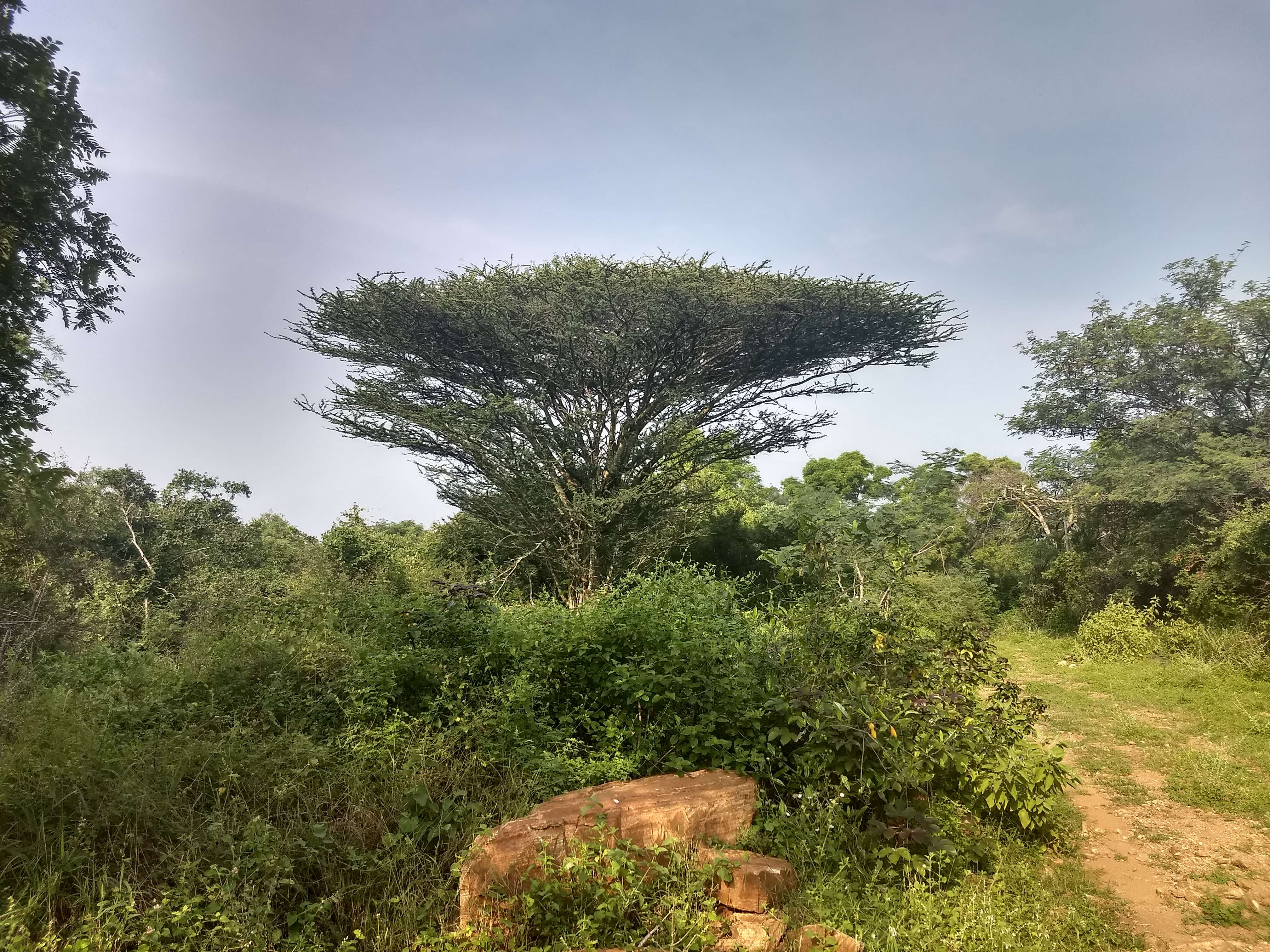 Plancia ëd Vachellia planifrons (J. König ex Wight & Arn.) Ragup., Seigler, Ebinger & Maslin