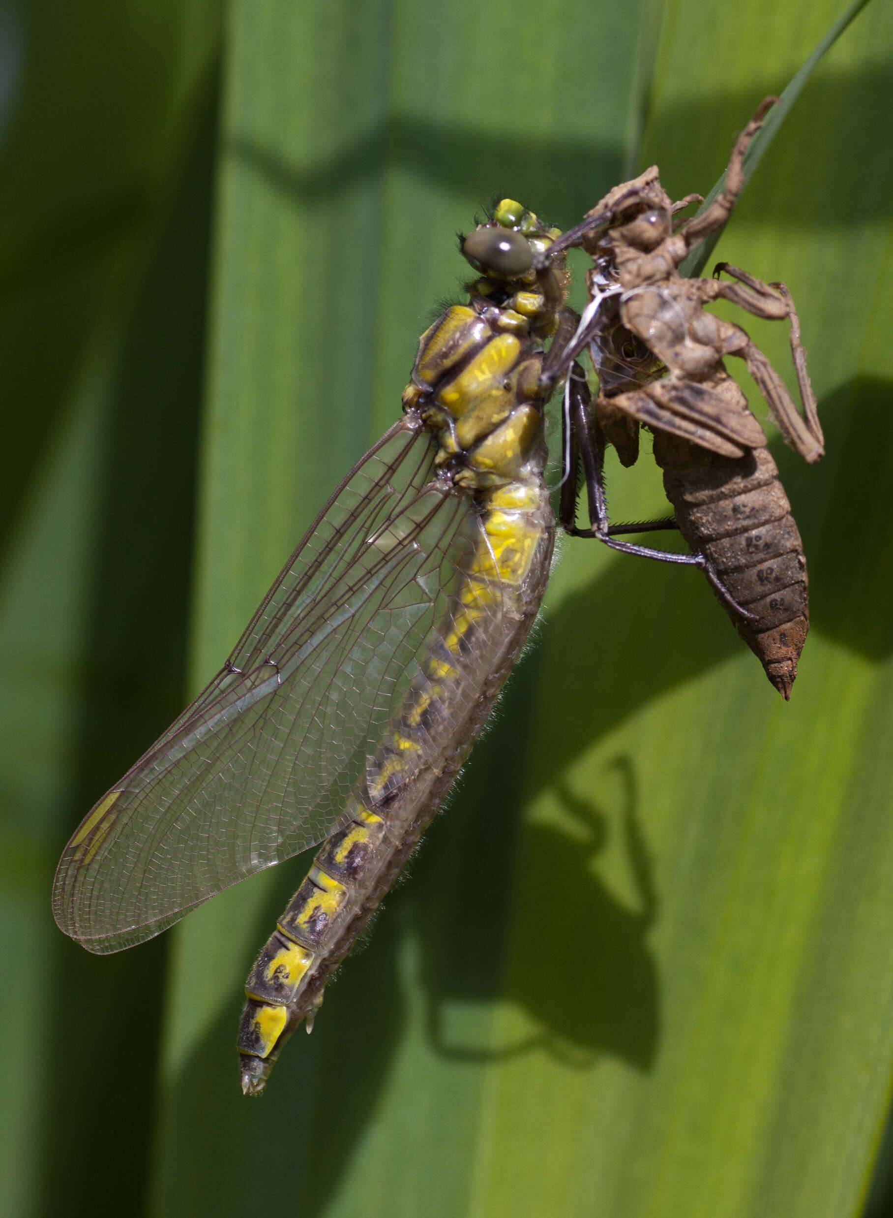 Image of Club-tailed Dragonfly