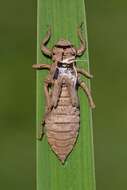 Image of Club-tailed Dragonfly