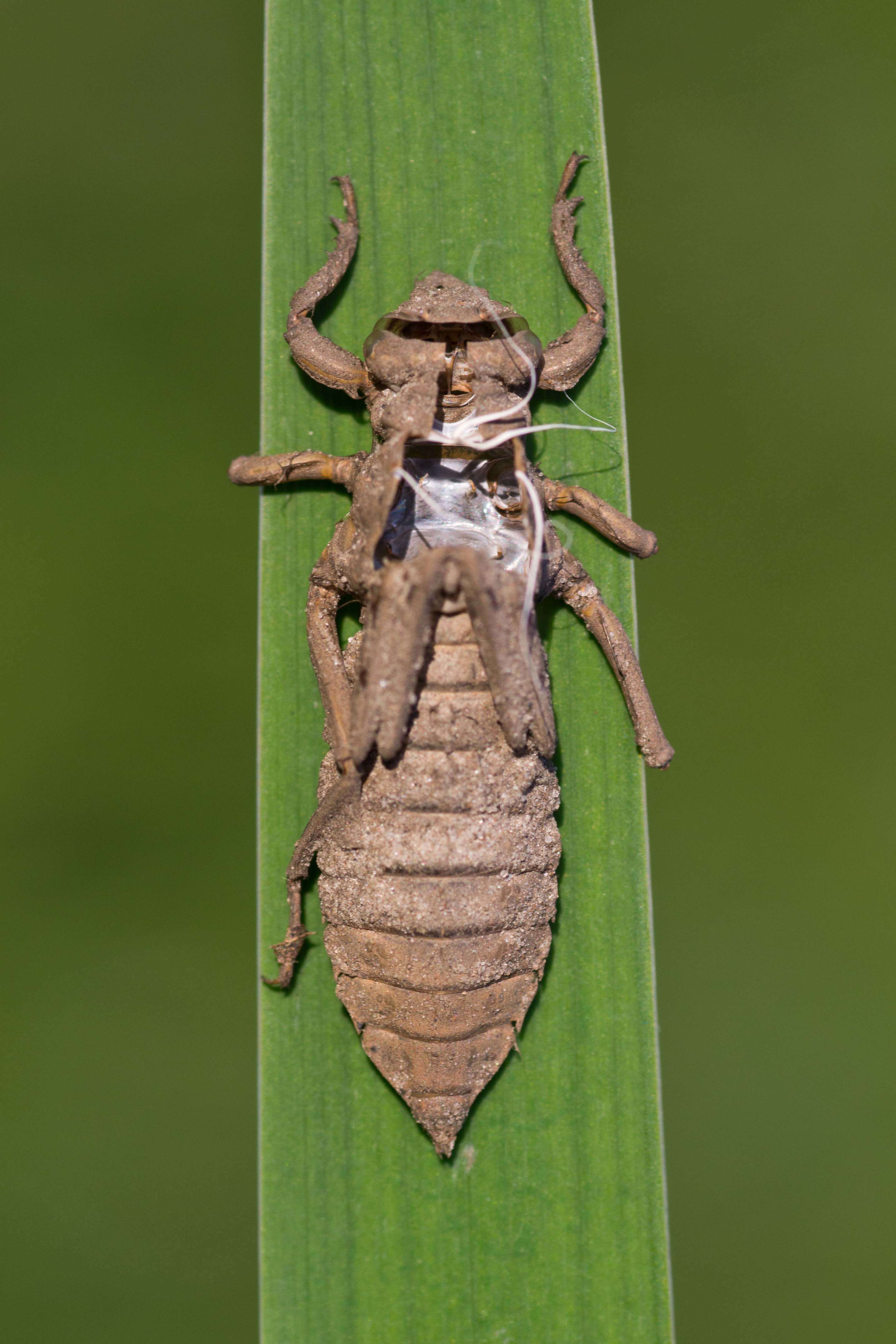 Image of Club-tailed Dragonfly