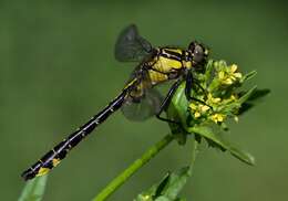 Image of Club-tailed Dragonfly