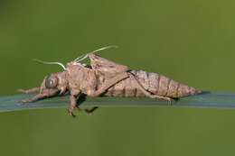 Image of Club-tailed Dragonfly