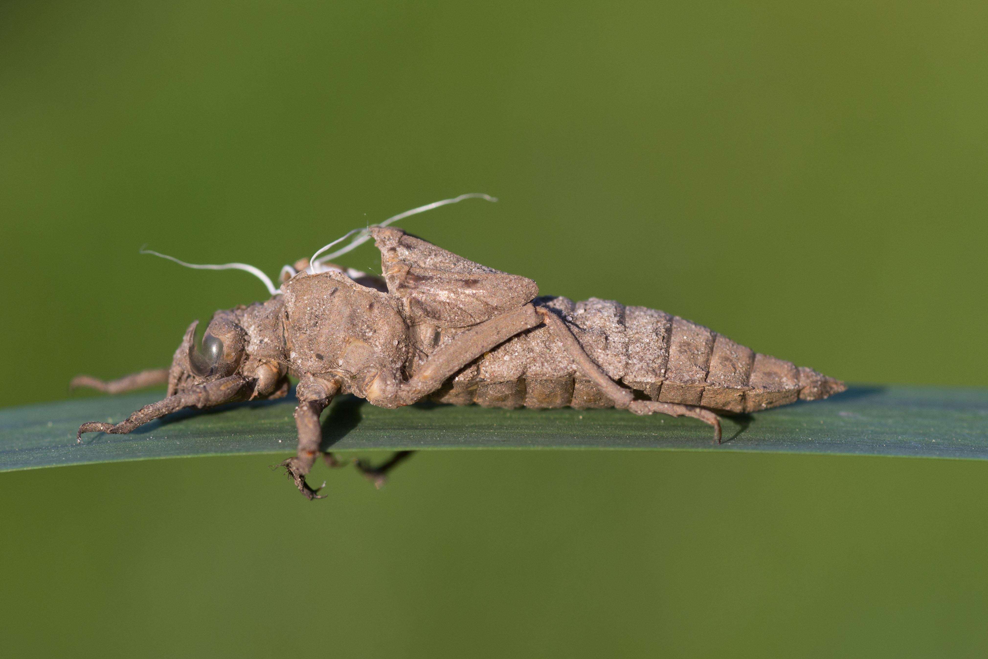 Image of Club-tailed Dragonfly