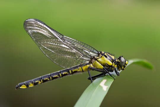 Image of Club-tailed Dragonfly