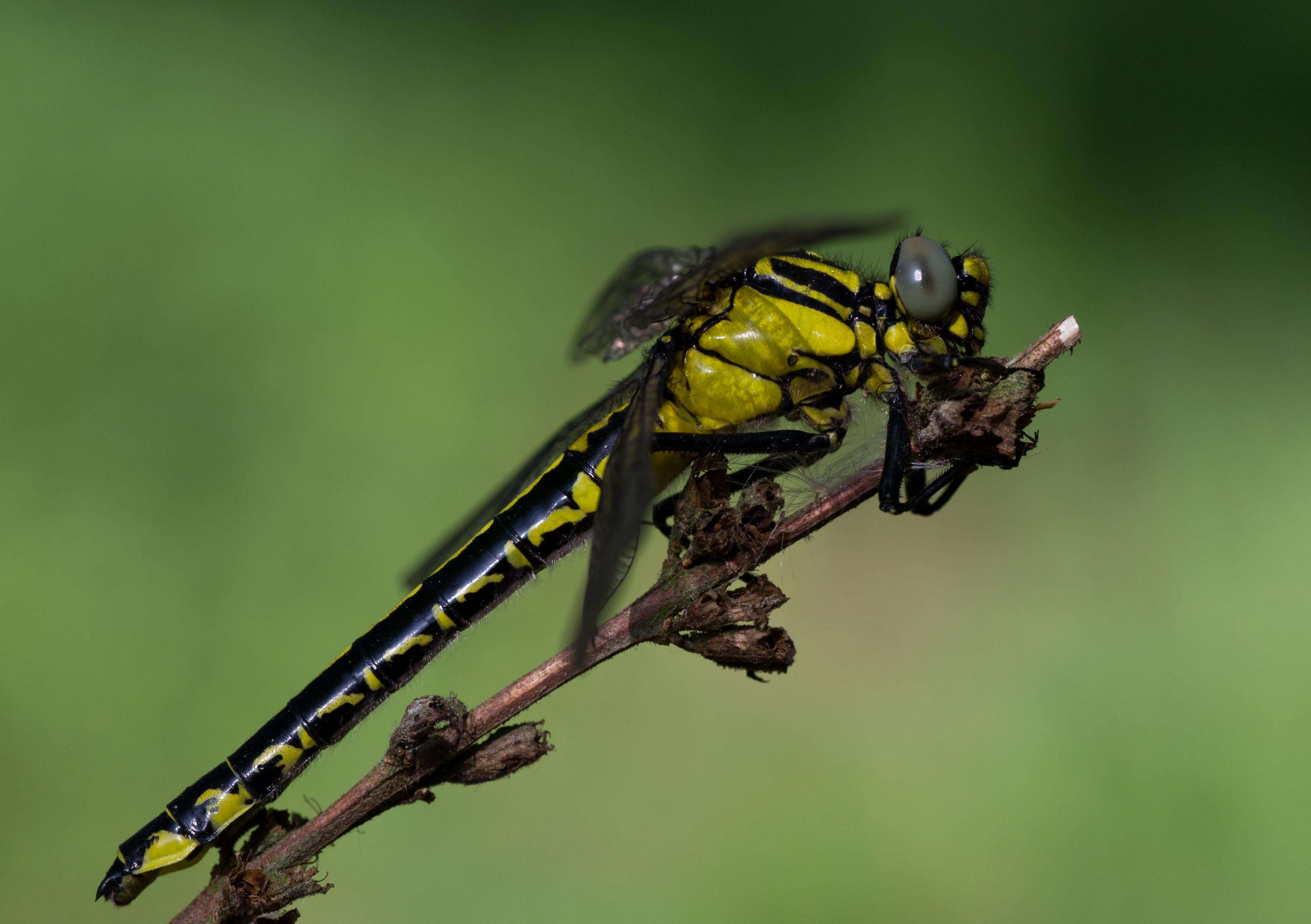 Image of Club-tailed Dragonfly