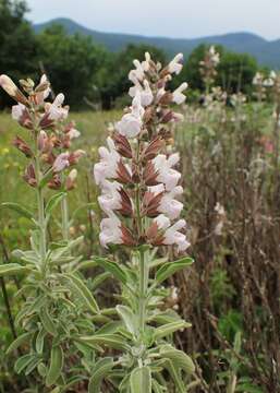 Imagem de Salvia fruticosa Mill.