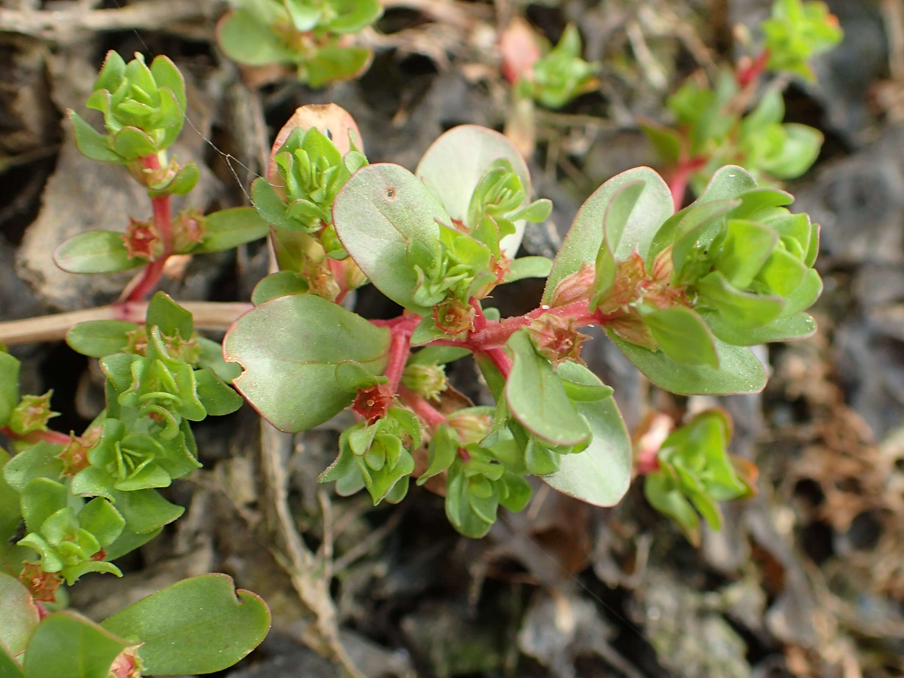 Image of Spatulaleaf Loosestrife