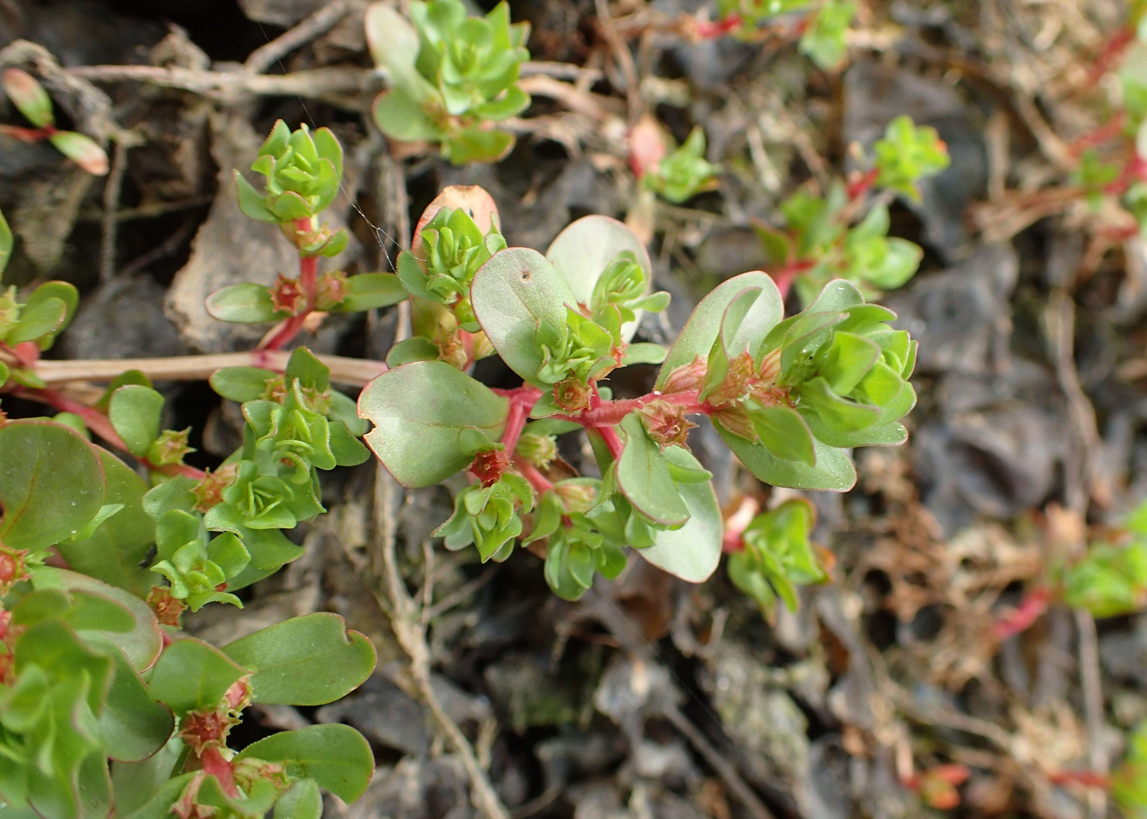 Image of Spatulaleaf Loosestrife