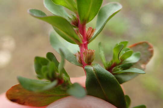 Image of Spatulaleaf Loosestrife