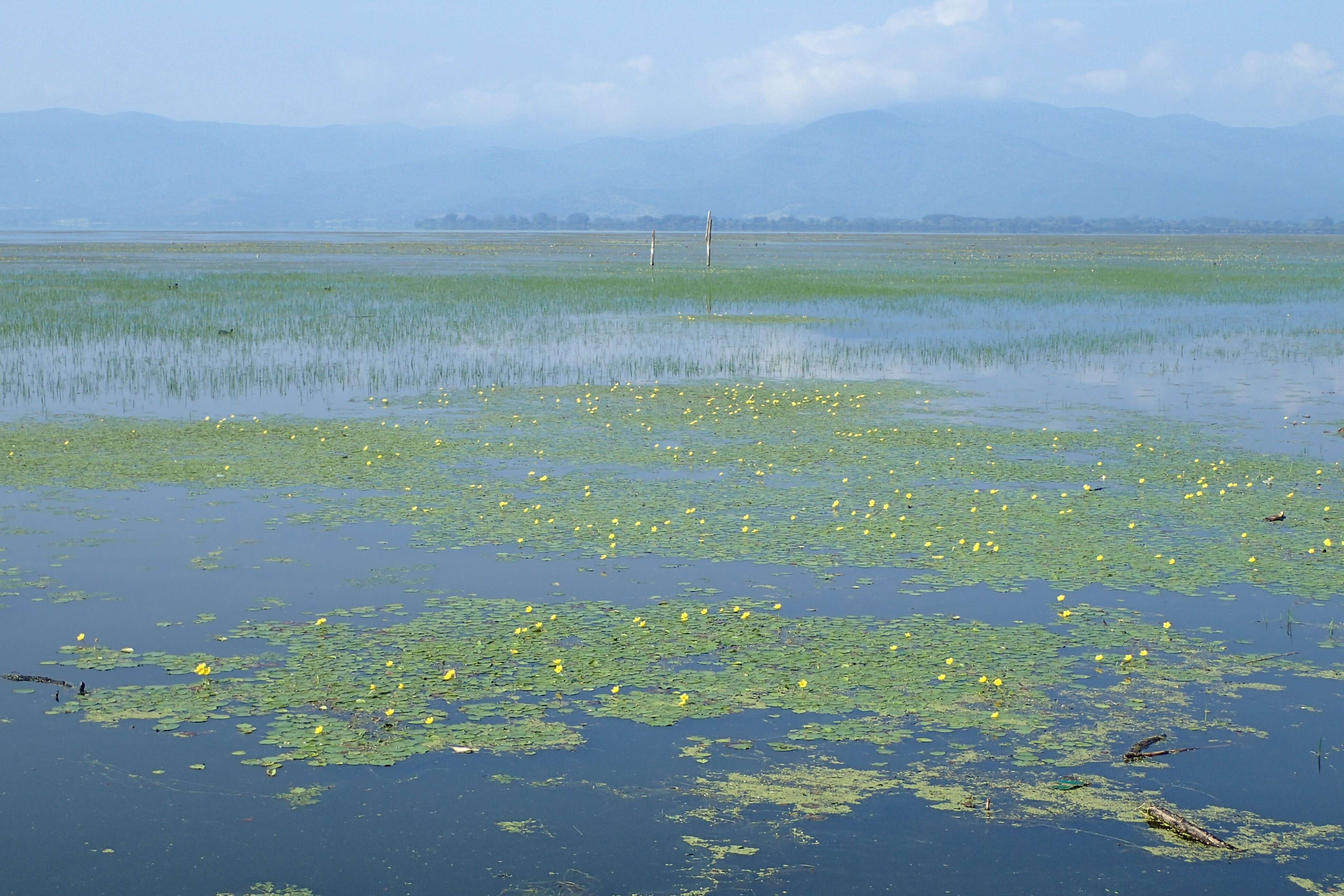 Image of yellow floatingheart