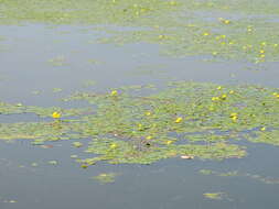 Image of yellow floatingheart