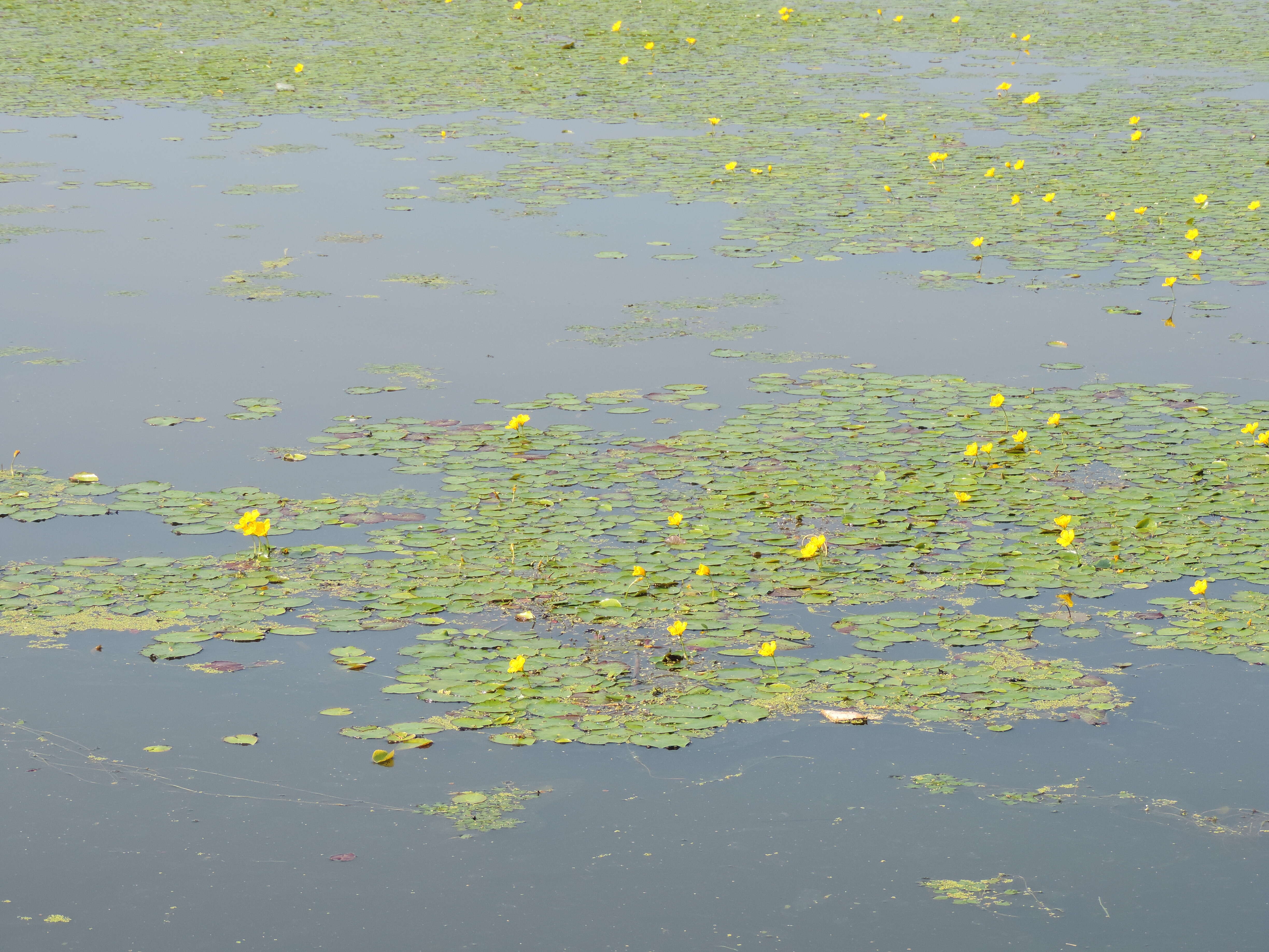 Image of yellow floatingheart